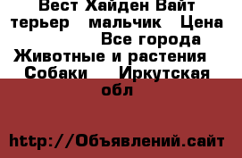 Вест Хайден Вайт терьер - мальчик › Цена ­ 35 000 - Все города Животные и растения » Собаки   . Иркутская обл.